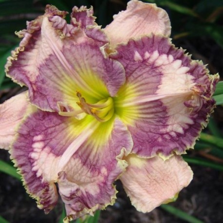 Hemerocallis 'Blue Reality'