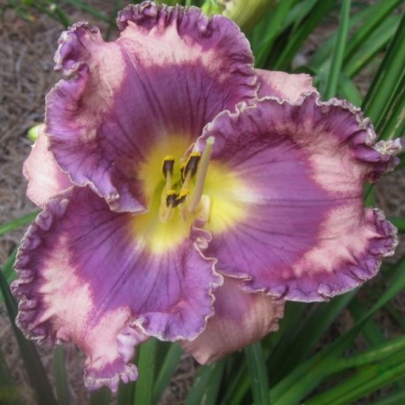 Hemerocallis 'You've Got Soul'