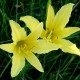 Hemerocallis citrina var. vespertina