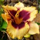 Hemerocallis 'Eye on America'