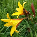 Hemerocallis dumortieri