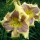 Hemerocallis 'Small World Magical Watercolor'