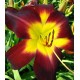 Hemerocallis 'Persian Ruby'