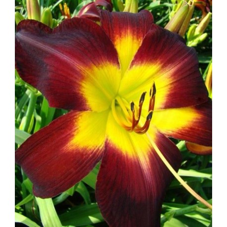 Hemerocallis 'Persian Ruby'