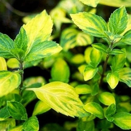 Mentha x gentilis Variegata