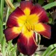 Hemerocallis 'Persian Ruby'