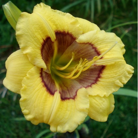 Hemerocallis 'Jason Salter'