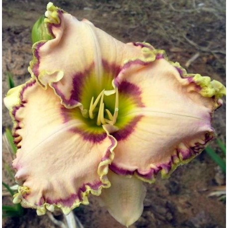 Hemerocallis 'Kaanapali Coast'