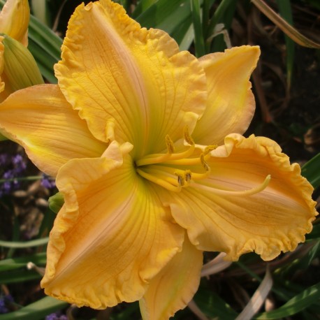 Hemerocallis 'Kate Carpenter'