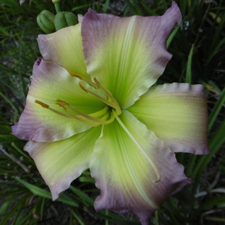 Hemerocallis 'Regency Heights'