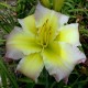 Hemerocallis 'Regency Heights'