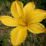 Hemerocallis 'Cartwheels'