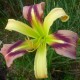 Hemerocallis 'Rainbow Spangles'