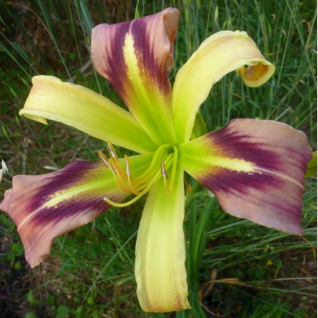 Hemerocallis 'Rainbow Spangles'