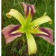 Hemerocallis 'Rainbow Spangles'