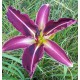 Hemerocallis 'Sylvie Blondeel'