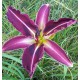 Hemerocallis 'Sylvie Blondeel'