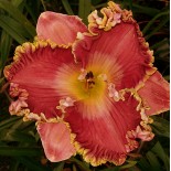 Hemerocallis 'Dance Bojangles Dance'