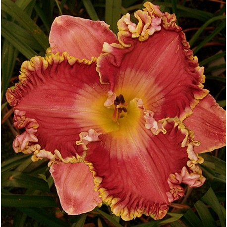 Hemerocallis 'Dance Bojangles Dance'