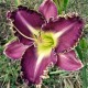 Hemerocallis 'Nephelie's Light'