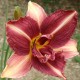 Hemerocallis 'Double Challenger'