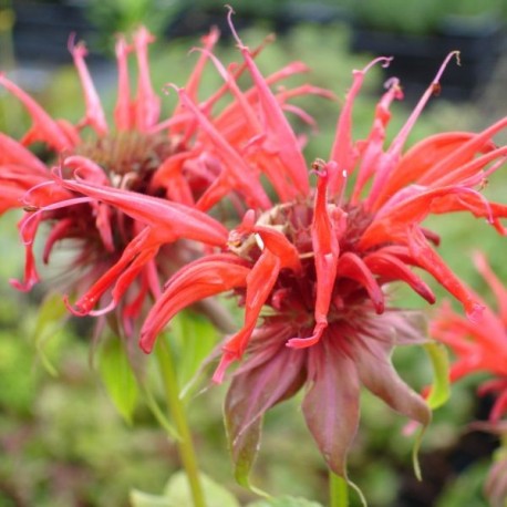 Monarda hybr 'Squaw'