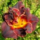 Hemerocallis 'Alma Atha'