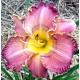 Hemerocallis 'Mystical Intuition'