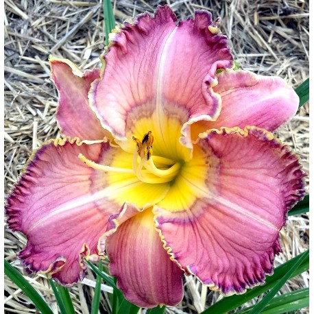 Hemerocallis 'Mystical Intuition'