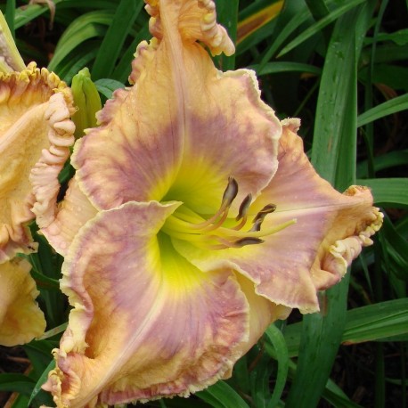 Hemerocallis 'Aquadisiac'