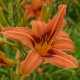 Hemerocallis 'Rajah'