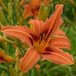 Hemerocallis 'Rajah'