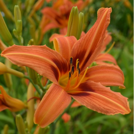 Hemerocallis 'Rajah'