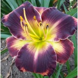 Hemerocallis 'Autumn Concerto'