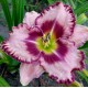 Hemerocallis 'Parrot Tattoo'