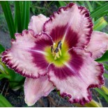 Hemerocallis 'Parrot Tattoo'