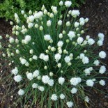 Allium schoenoprasum 'Album'