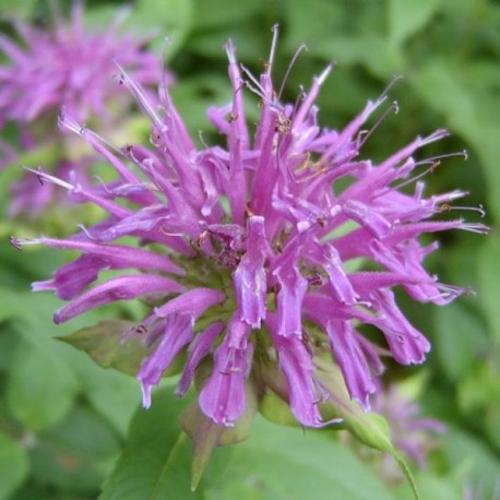 Monarda 'Prairie Night'