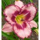 Hemerocallis 'Parrot Tattoo'