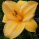 Hemerocallis 'Sombrero Way'