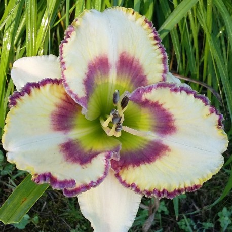 Hemerocallis 'Angels of Heaven'