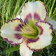 Hemerocallis 'Angels of Heaven'