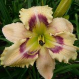 Hemerocallis 'Seven Angels'