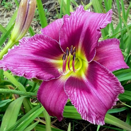 Hemerocallis 'Amethyst Concerto'