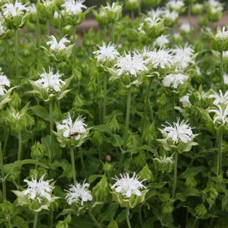 Monarda 'Shneewitchen'