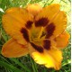 Hemerocallis 'Racing Tiger'