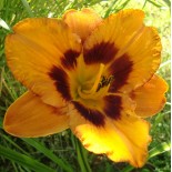 Hemerocallis 'Racing Tiger'