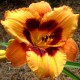 Hemerocallis 'Racing Tiger'