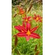 Hemerocallis 'Red Zebra'