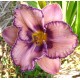 Hemerocallis 'Reflexions in Water'